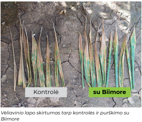 Vėliavinio lapo skirtumas tarp kontrolės ir purškimo su Biimore