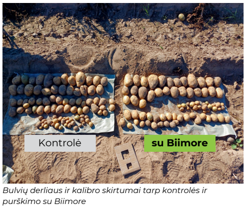 Bulvių derliaus ir kalibro skirtumai tarp kontrolės ir purškimo su Biimore
