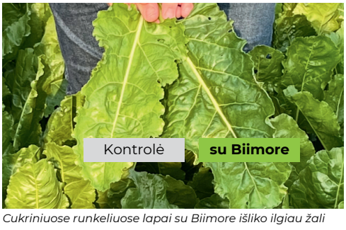 Cukriniuose runkeliuose lapai su Biimore išliko ilgiau žali