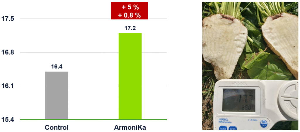 Armonika: daugiau derliaus ir didesnis cukringumas