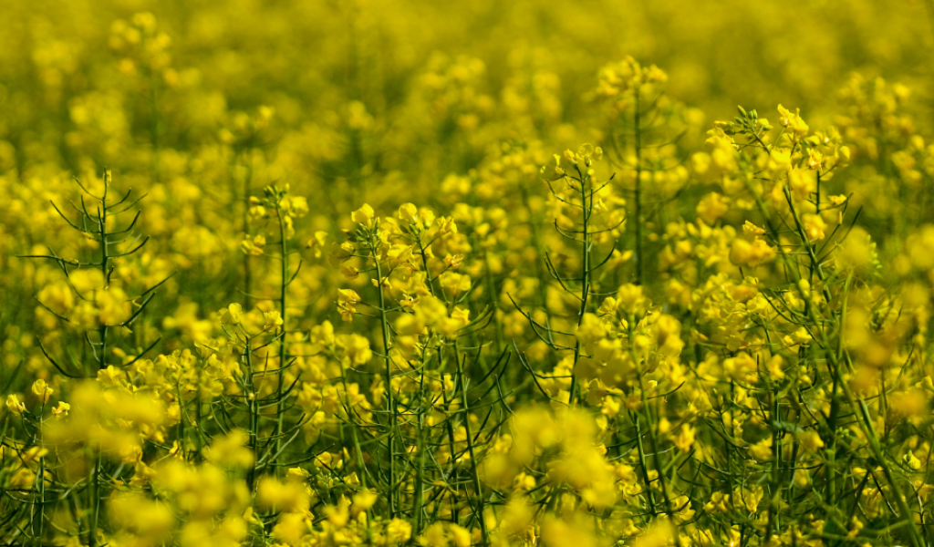 Oil seed rape